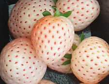 White strawberry plants for sale  Cleveland