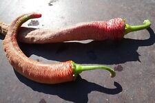 Pimenta Rezha Macedônia - maravilhosa pele enferrujada esconde um interior doce comprar usado  Enviando para Brazil