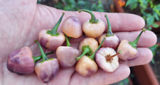 Peperoncino essiccato cheiro usato  Italia