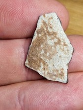 Raptor egg shell for sale  SOLIHULL
