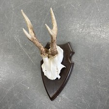 Vintage deer skull for sale  WHITSTABLE