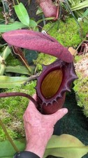 Nepenthes rajah assorted for sale  Winston Salem