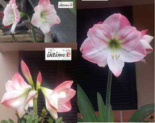 Bulbo amaryllis detto usato  Massa di Somma