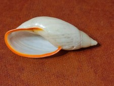 Shell placostylus miltocheilus d'occasion  Expédié en Belgium