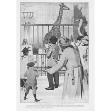 Nova girafa no Regents Park jardins zoológicos de Londres - Estampa antiga 1895 comprar usado  Enviando para Brazil