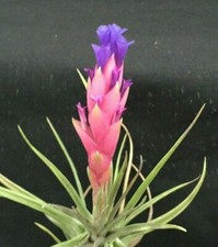 Tillandsia aeranthos cold for sale  Marianna