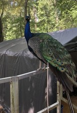 Peacock feathers inches for sale  Lufkin