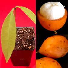 Achachairu garcinia humilis for sale  Jupiter