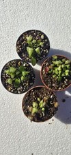 Cephalotus follicularis giant usato  Pomezia