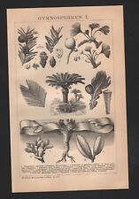 Lithografien 1895 gymnospermen gebraucht kaufen  Leipzig