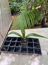 Syagrus lorenzoniorum palm for sale  Port Saint Lucie