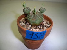 952 euphorbia tubiglans for sale  El Cajon