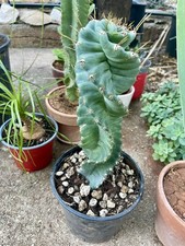 Cactus cereus forbesii usato  Palermo
