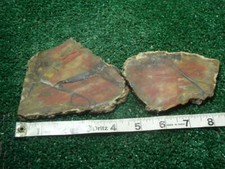 Petrified wood slabs for sale  Saint Petersburg