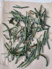 Scindapsus mystery nodes for sale  Akron