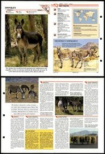Donkey mammals wildlife for sale  SLEAFORD
