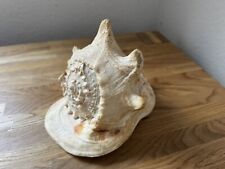 Meeresschnecke cassis cornuta gebraucht kaufen  Kiel