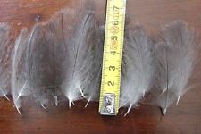 Plumes cul canard d'occasion  Clermont-Ferrand-