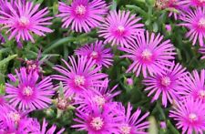 Delosperma perennial pink for sale  ILFORD