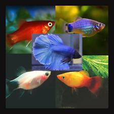 Tropical fish pack for sale  HORLEY