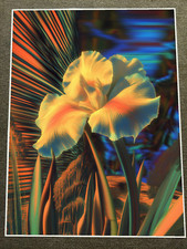 Radiant yellow iris for sale  House Springs