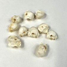 Lot porcupine ear for sale  Waseca