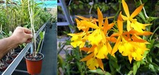 Epidendrum orange blaze d'occasion  Fumel