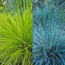 grasses for sale grasses for sale GLASGOW