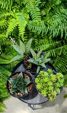 Rare succulents bundle for sale  Seattle