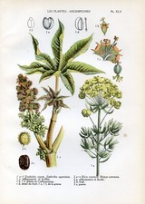 Botanical euphorbia castor d'occasion  Saint-Cyprien