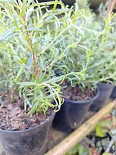 Rosemary herb evergreen for sale  CHATHAM