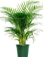 Areca palm starter for sale  Pompano Beach