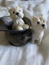 leonardo collection dogs for sale  ALCESTER
