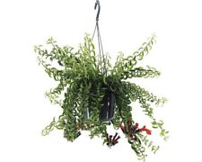 Schamblume ampel floraself gebraucht kaufen  Deutschland
