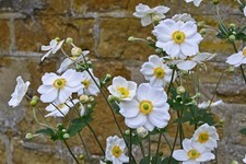 Japanese anemone honorine for sale  NOTTINGHAM