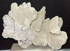 Large white coral for sale  East Moriches