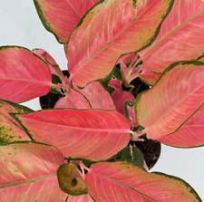 Aglaonema pink pearl for sale  Reseda