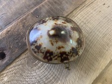 Vintage sea shell for sale  Russellville