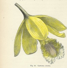 Orchidea cattleya citrina usato  Lecco