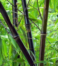Black asper bamboo for sale  Levittown