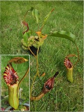 Nepenthes robcantleyi lowii gebraucht kaufen  Ahrensburg