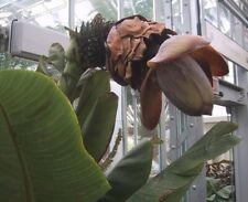 Ensete superbum false for sale  San Francisco