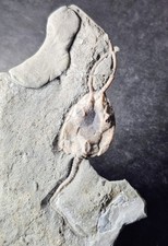 Awesome translucent pleurocyst d'occasion  Expédié en Belgium