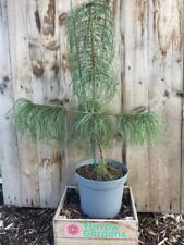 Chinese white pine for sale  CHORLEY
