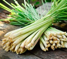 Lemongrass stalks plugs for sale  Newnan