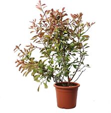 Photinia fraseri pink usato  Agliana