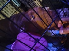Puppy sale pitt for sale  Panama City