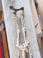 Modell skelett liebscher gebraucht kaufen  Geisenheim