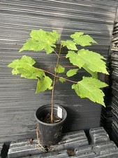 Red maple tree for sale  Martin