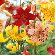 Garden state bulb for sale  Vineland